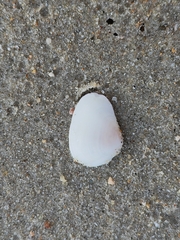 Donacidae