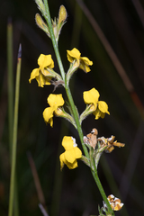 Goodenia stelligera