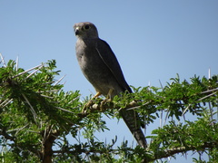 Falco ardosiaceus