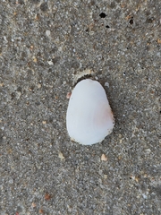 Donacidae