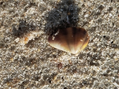 Donacidae