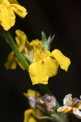 Goodenia stelligera