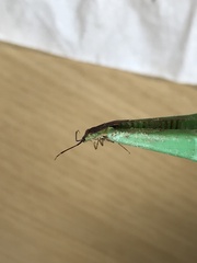 Pantilius tunicatus