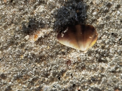 Donacidae