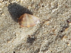 Donacidae