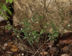 Lepidium graminifolium