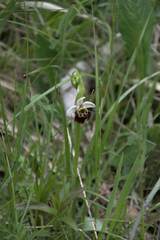 Ophrys fuciflora
