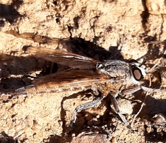 Eutolmus rufibarbis