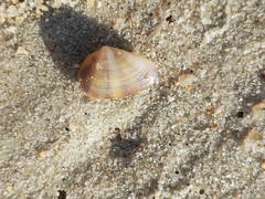 Donacidae