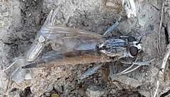Eutolmus rufibarbis