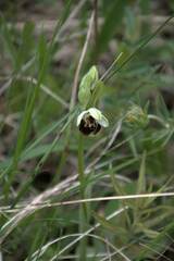 Ophrys fuciflora