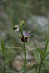 Ophrys fuciflora