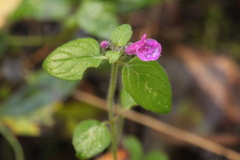 Clinopodium vulgare