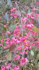 Euonymus europaeus