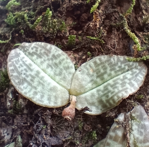 Image of Porpax jerdoniana by (c) Malaika Mathew Chawla, some rights reserved (CC BY)