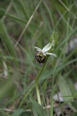 Ophrys fuciflora