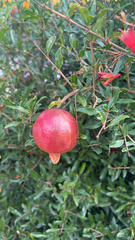 Punica granatum