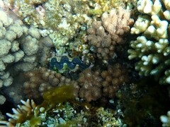 Cladiella