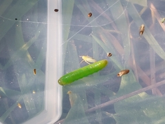 Tenthredinoidea