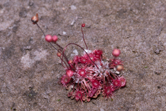 Drosera pygmaea