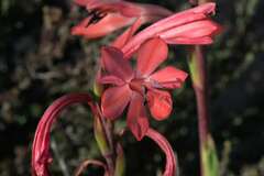 Watsonia coccinea