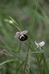 Ophrys fuciflora