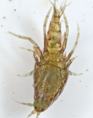 Hyalella