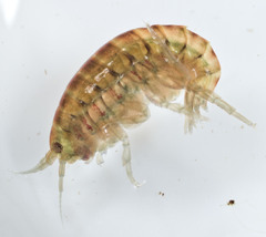 Hyalella