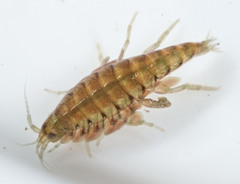 Hyalella