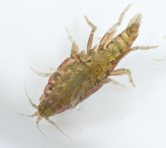 Hyalella