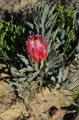 Protea burchellii