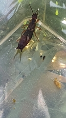 Forficula auricularia