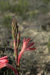Watsonia coccinea