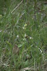 Ophrys fuciflora