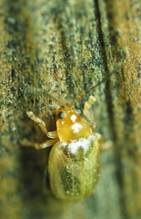 Chrysomeloidea