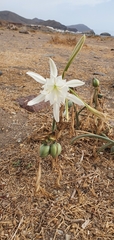 Pancratium maritimum