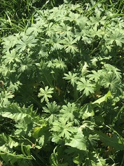 Geranium pratense