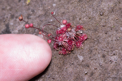 Drosera pygmaea