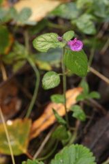 Clinopodium vulgare