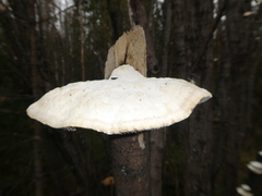 Trametes suaveolens