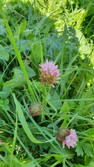 Trifolium pratense