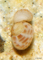 Trochoidea
