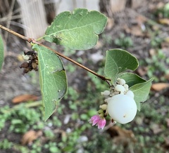 Symphoricarpos albus