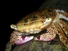 Metopograpsus