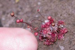 Drosera pygmaea