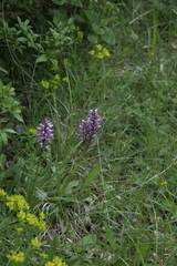Orchis militaris