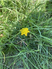 Lotus corniculatus