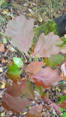 Quercus rubra