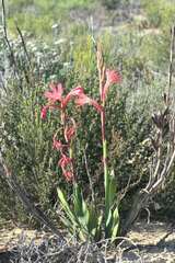 Watsonia coccinea
