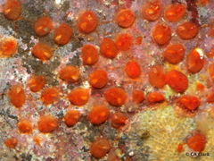 Metandrocarpa taylori